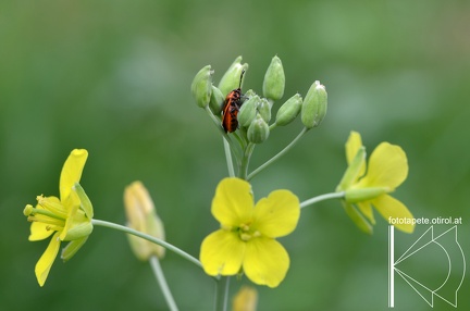 14-06-29 Käfer DSC 8338 