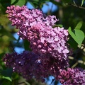 Fliederblüte